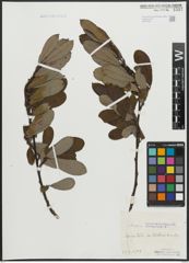 Foto von Salix appendiculata Vill.